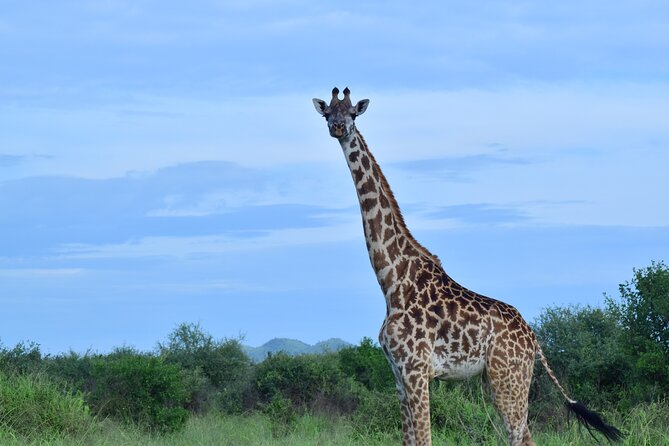 Best 5 days Tanzania midrange group joining safari tour - Day 3: Seronera, then the crater rim