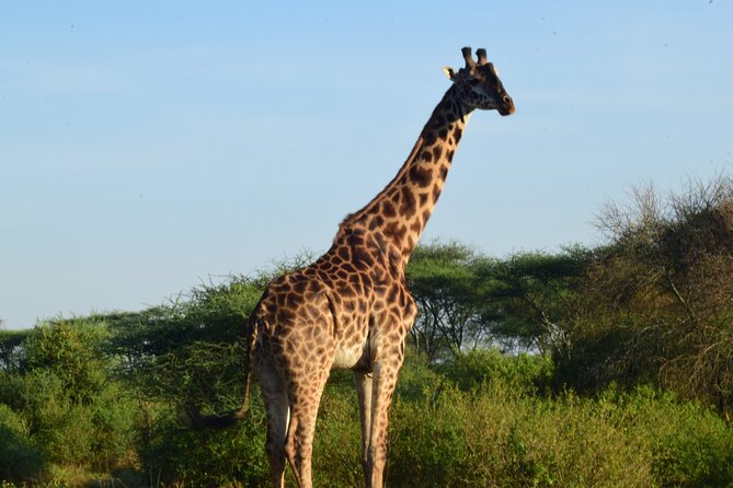 Best 5 days Tanzania midrange group joining safari tour - Day 4: A full day inside Ngorongoro Crater