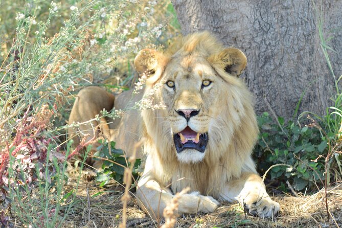 Best 5 Days Tanzania Private Luxury Safari with luxury Lodges - Key points at a glance