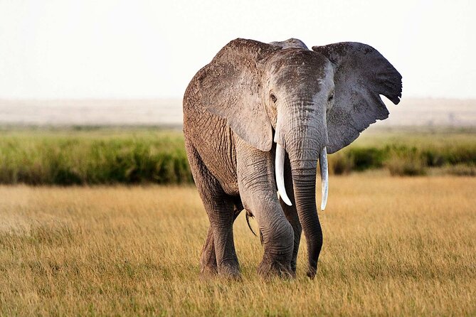 Best 5 Days Tanzania Private Luxury Safari with luxury Lodges - Day 5: Down into Ngorongoro Crater