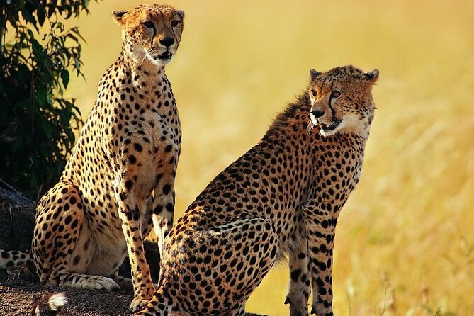 Best 5 Days Tanzania Private Luxury Safari with luxury Lodges - Private transport and the pace of the trip