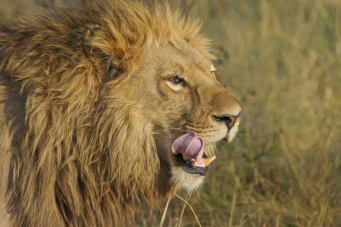 Best 7 Day 6-Night Tanzania Big Five Midrange Private Safari - What this seven-day route does well