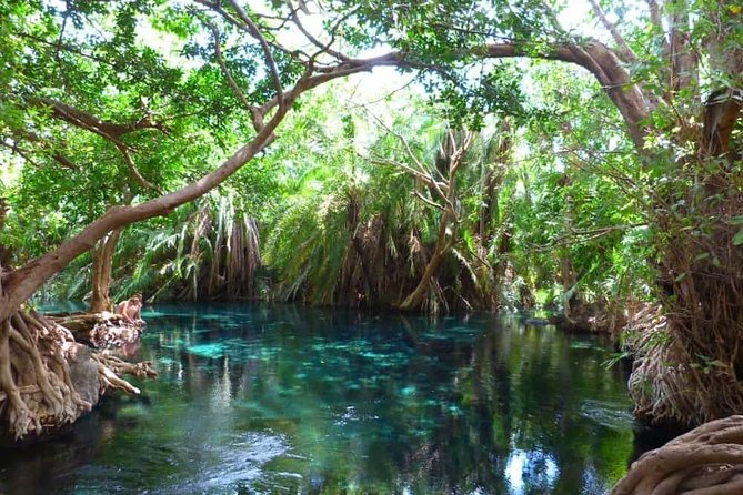 Best Materuni waterfall and chemka hotspring day Tour Experience - Chemka’s warm pool beneath the fig trees