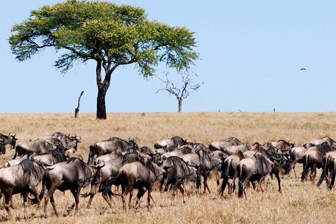 Best Of Six Days Safari Camping safari - Day 5 at Ngorongoro Crater: a concentrated wildlife day