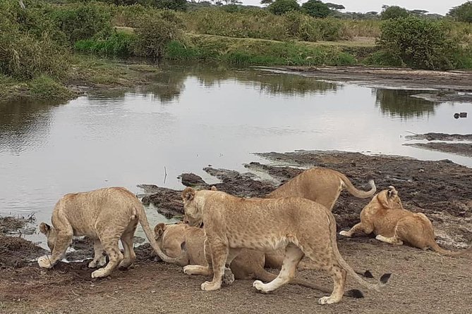 Best of Tanzania 5days 4nights safari - Key reasons to consider this safari