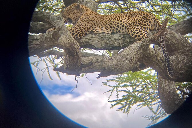 Best of Tanzania 5days 4nights safari - Day one: Tarangire’s elephants and baobabs