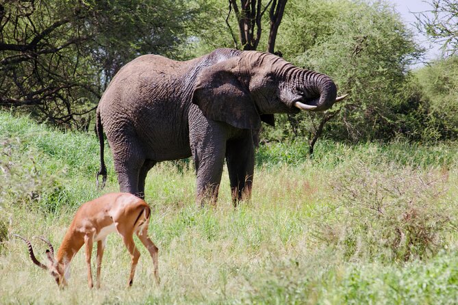 Best Safari and Zanzibar 10-Days Excursions - Day 2: Arusha markets, arts, and Tanzanite