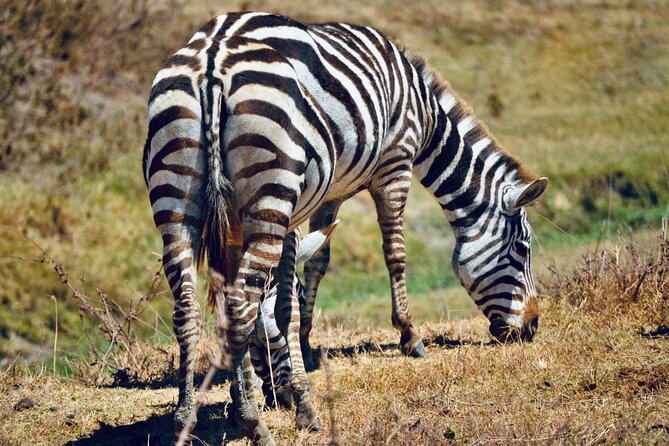 Best Safari and Zanzibar 10-Days Excursions - Day 3: Tarangire’s elephants and birdlife