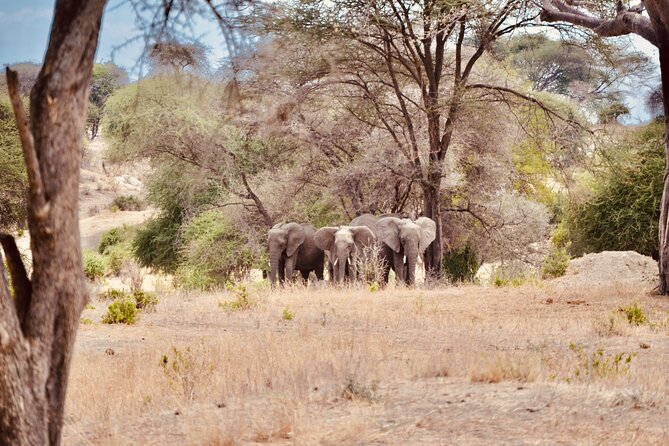 Best Safari and Zanzibar 10-Days Excursions - Days 4 and 5: Two long searches across the Serengeti