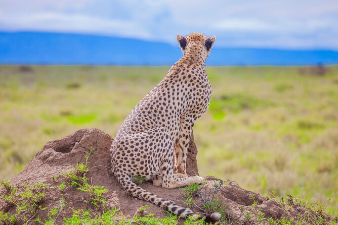 Big Five Classic Safari in Tanzania **Sustainable Travel approach - Arrival in Arusha and the first night near Kilimanjaro
