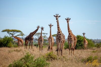 Big Five Classic Safari in Tanzania **Sustainable Travel approach