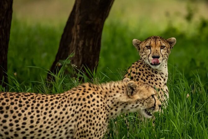 Big Five Classic Safari in Tanzania **Sustainable Travel approach - Ngorongoro Crater and the best chance for black rhino