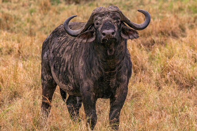 Big Five Classic Safari in Tanzania **Sustainable Travel approach - The final morning and airport transfer