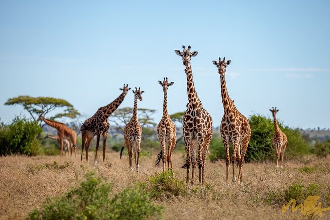 Big Five Classic Safari in Tanzania **Sustainable Travel approach - Tarangire National Park and the baobab country