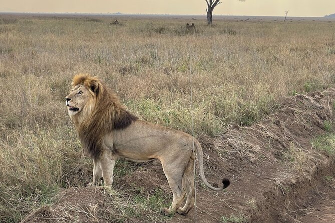 Big Five Dream Safari - Tarangire brings the elephants into focus