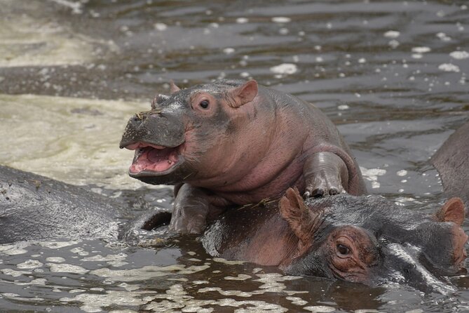 Big Five Luxury 7 Days Safari Tour in Arusha - Day 4: A full day among Serengeti predators