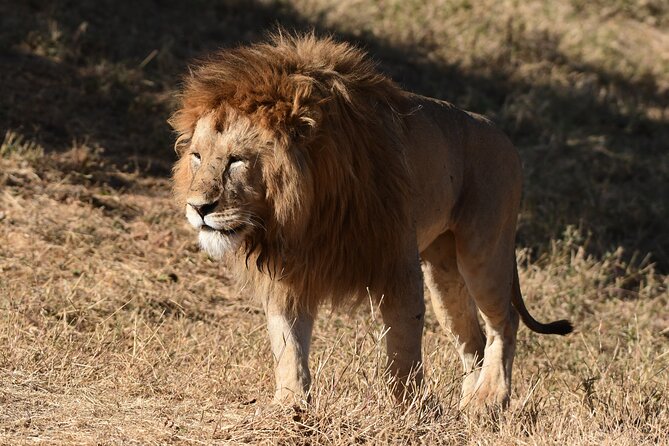 Big Five Luxury 7 Days Safari Tour in Arusha - Day 5: Ngorongoro Crater and the black rhino search