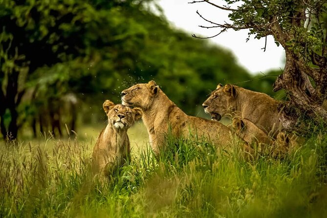 Big Five Luxury 7 Days Safari Tour in Arusha - Day 6: A shorter final game drive at Lake Manyara
