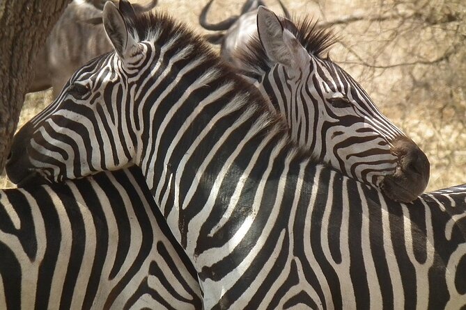 Big Five Luxury 7 Days Safari Tour in Arusha - Day 7: Leisure before the airport