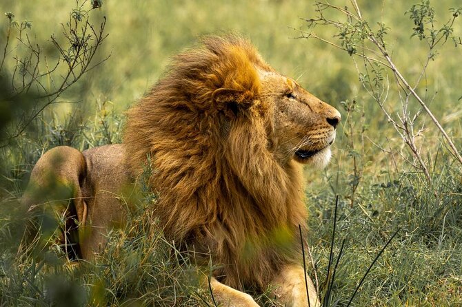 Big Five Luxury Safari in Tanzania - What the $2,900 safari price really covers