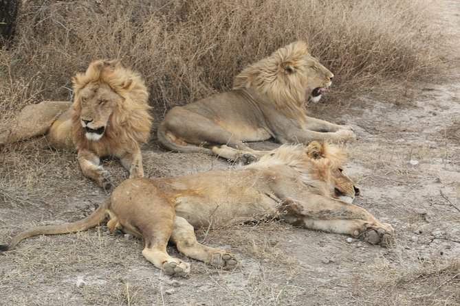 Big Five Luxury Safari in Tanzania - Day 4: A full day on the Serengeti plains