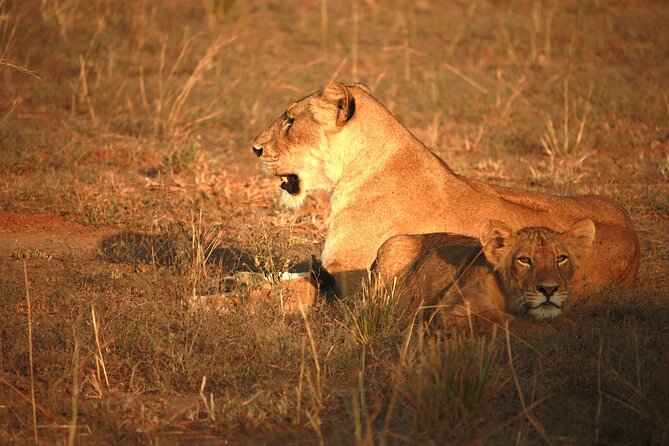 Big Five Luxury Safari in Tanzania - Day 5: Into Ngorongoro Crater