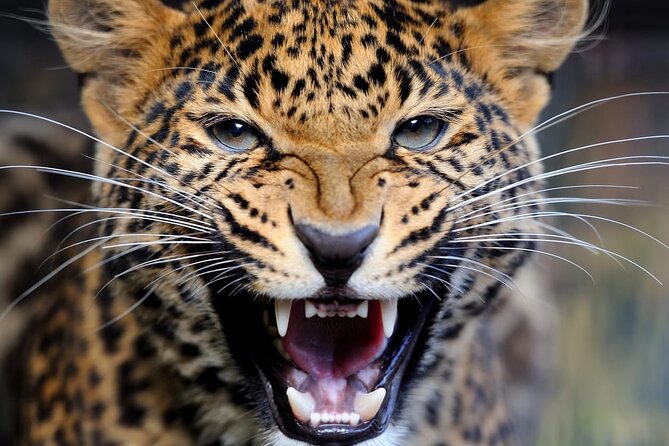 Big Five Luxury Safari in Tanzania - Day 6: Lake Manyara in the afternoon