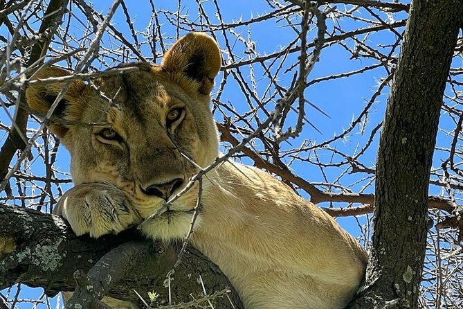 Big Five Luxury Safari in Tanzania - Day 7: A calm morning before departure