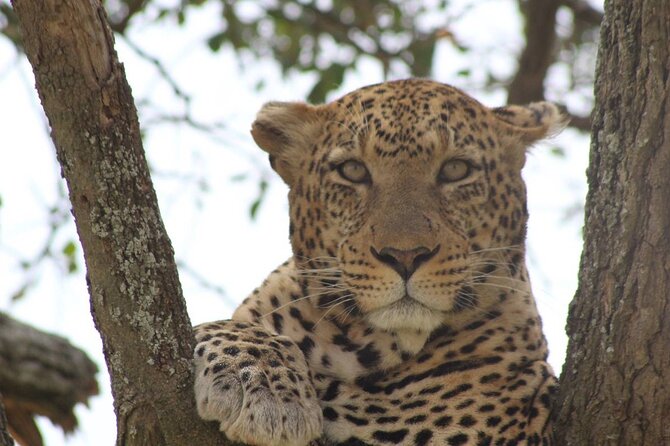 Big Five Luxury Safari in Tanzania - Day 2: Lake Eyasi and a quieter change of pace