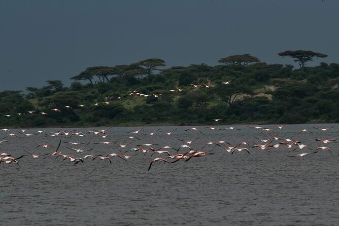 Big Five Safari In Tanzania - Days four and five: two ways to experience Serengeti