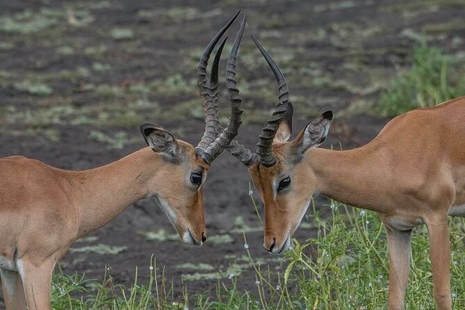 Big Five Safari In Tanzania - Day seven: return to Arusha or Kilimanjaro Airport