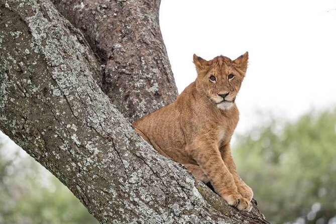 Big Five Safari In Tanzania - Vehicle, meals, and medical cover