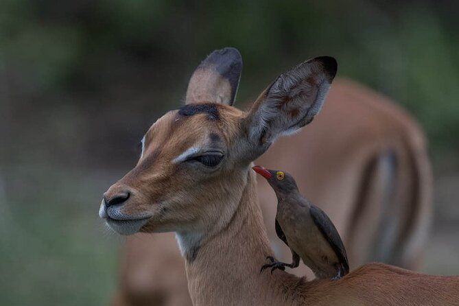 Big Five Safari In Tanzania - Day two: elephants and baobabs in Tarangire