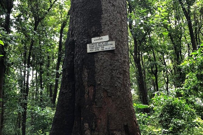 Book Day Hike at Rau Forest Reserve, Near Moshi Town in Tanzania - Fitness, weather, and what to bring
