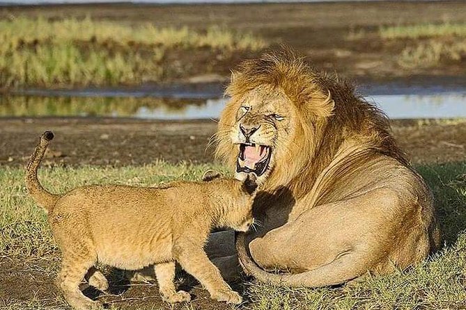 Camping to Serengeti & Ngorongoro Premium Parks - The Ngorongoro Crater game drive