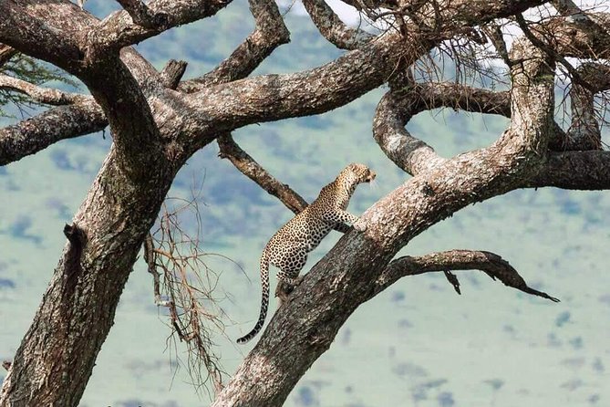 Camping to Serengeti & Ngorongoro Premium Parks - The guide and vehicle can shape the whole trip