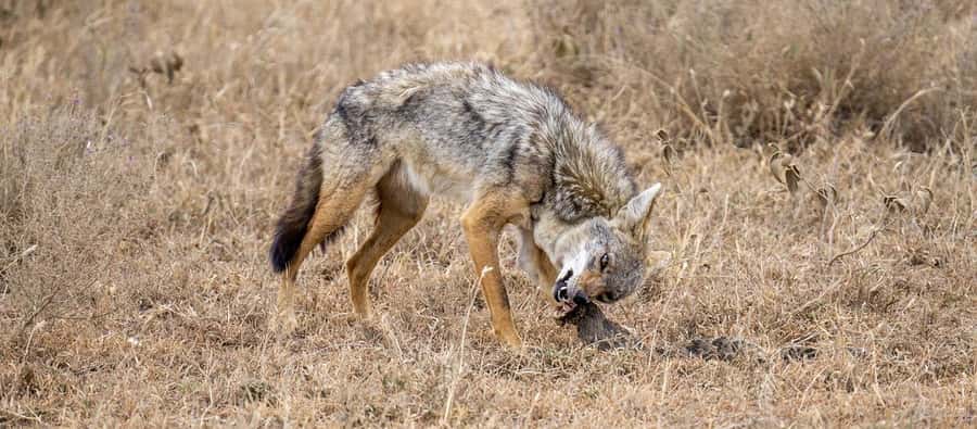 Cheap Tanzania safari: 2 Days Selous from zanzibar - Key details before you book