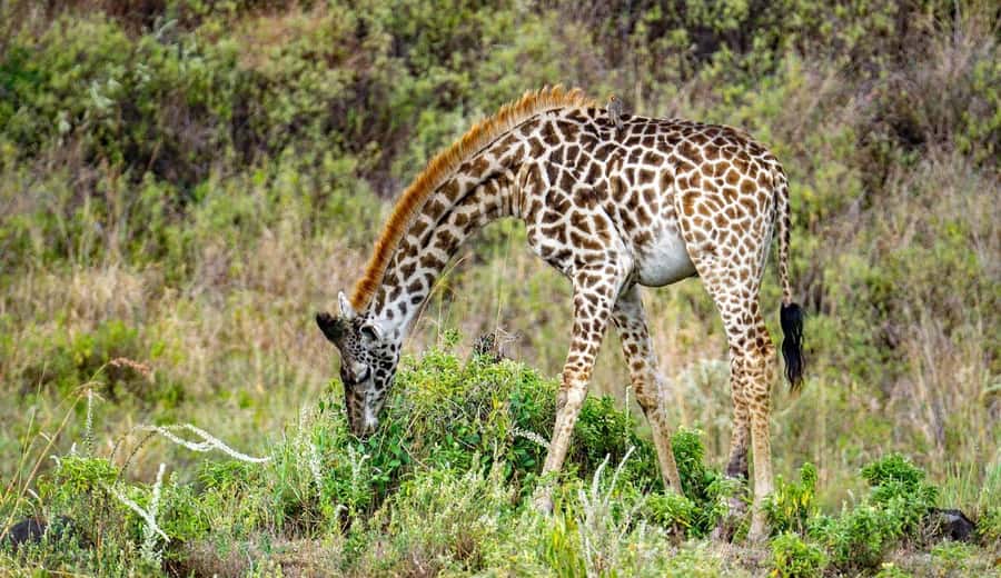 Cheap Tanzania safari: 2 Days Selous from zanzibar - Why this short safari works from Zanzibar