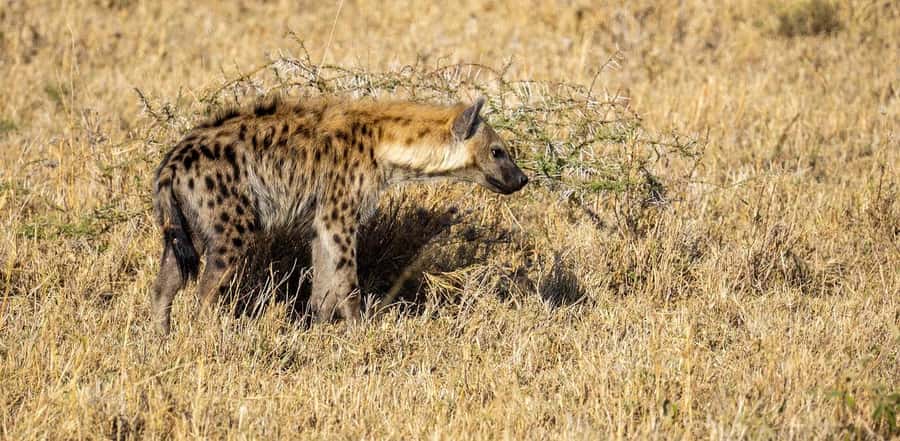Cheap Tanzania safari: 2 Days Selous from zanzibar - Day two: the Rufiji River by shared boat