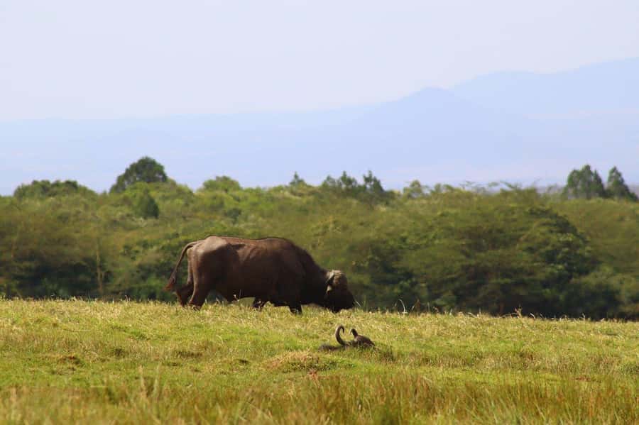Cheap Tanzania safari: 2 Days Selous from zanzibar - The best parts, and the limits
