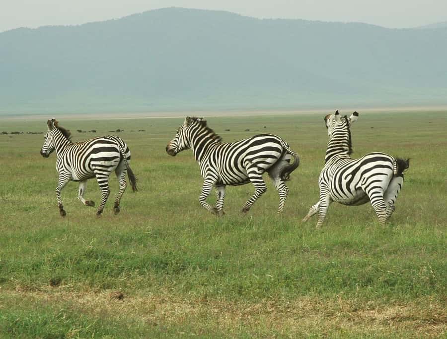 Cheap Tanzania safari: 2 Days Selous from zanzibar - Booking advice for a smoother two days