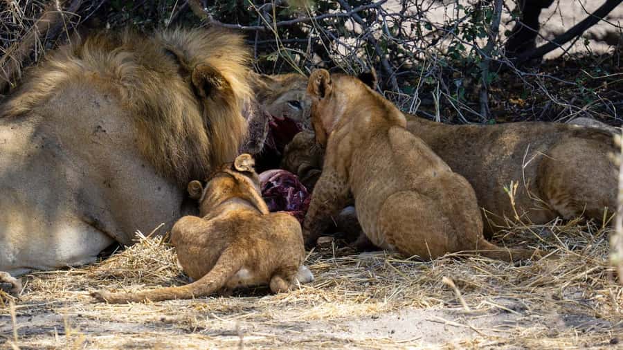 Cheap Tanzania safari: 2 Days Selous from zanzibar - Morning transfer from your Zanzibar hotel