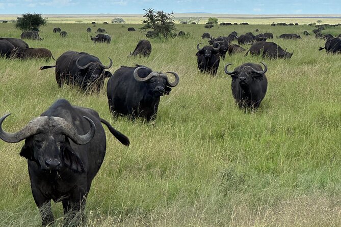 Classic 4-Day Tanzania Safari: Tarangire, Serengeti & Ngorongoro - Why this route works in only four days