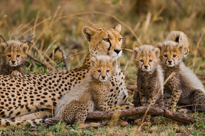Classic 4-Day Tanzania Safari: Tarangire, Serengeti & Ngorongoro - Day 4: Wildlife inside Ngorongoro Crater