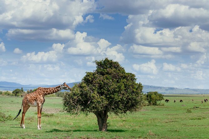 Classic 4-Day Tanzania Safari: Tarangire, Serengeti & Ngorongoro - The guide and vehicle can shape the whole experience