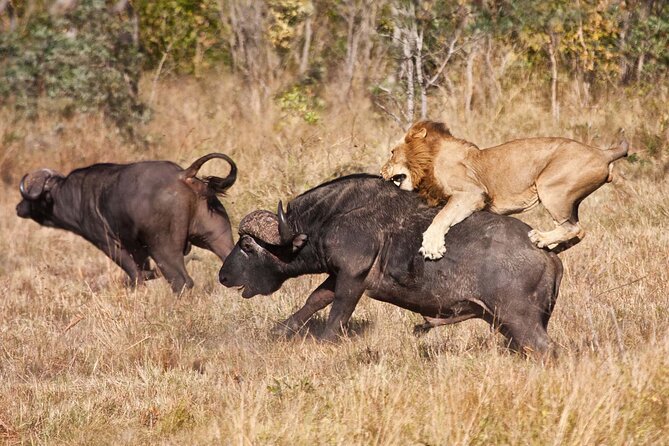 Classic 4-Day Tanzania Safari: Tarangire, Serengeti & Ngorongoro - Who will enjoy this safari most