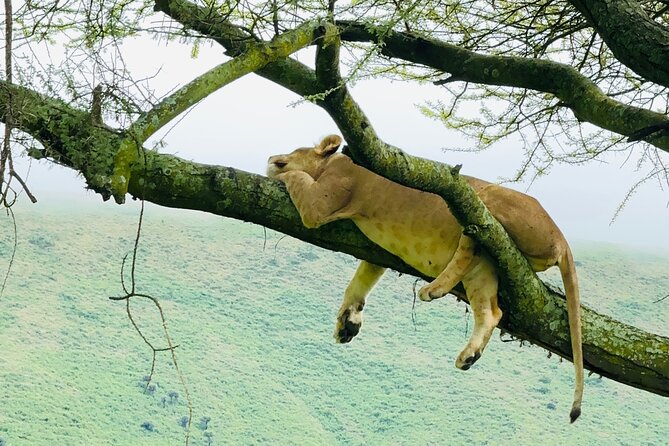 Classic 4-Day Tanzania Safari: Tarangire, Serengeti & Ngorongoro - Day 2: A full Serengeti day with big-sky views
