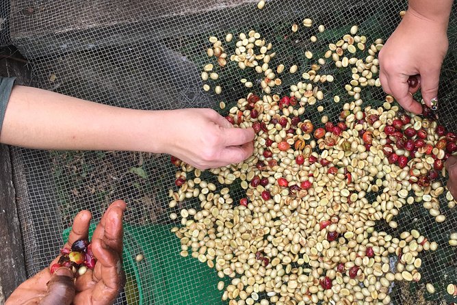 Coffee tour and Buffet Lunch with Kingstone Asilia (Arusha) - A home-cooked vegetarian lunch