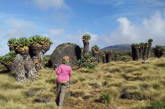 Conquer Kilimanjaro: 5-Day Marangu Route Adventure - Who This Five-Day Climb Suits Best