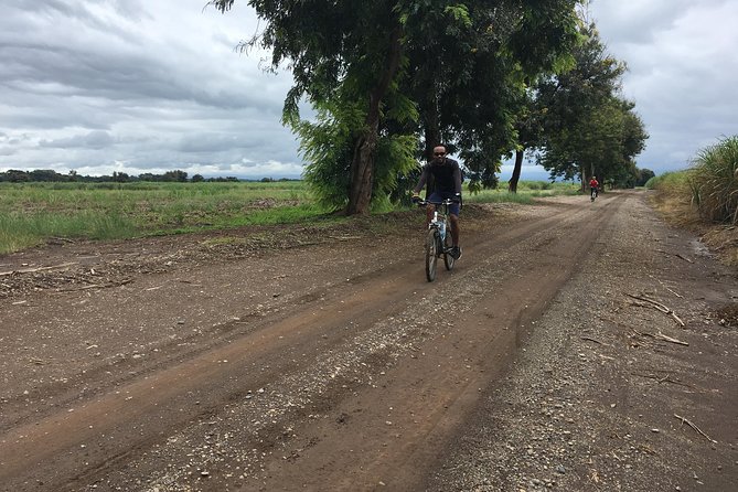 Cycling through the TPC plantations - Pedaling south through the sugar cane